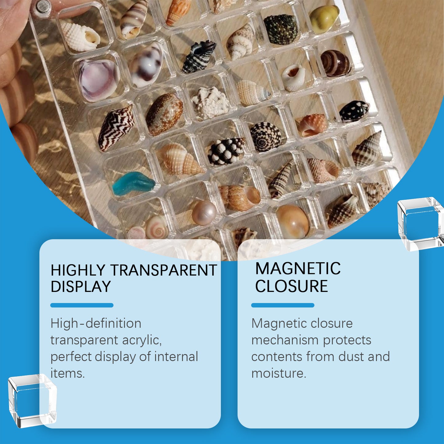 Acrylic Shells Display Case Seashells Holder For Collectors Seashells Presentation Box