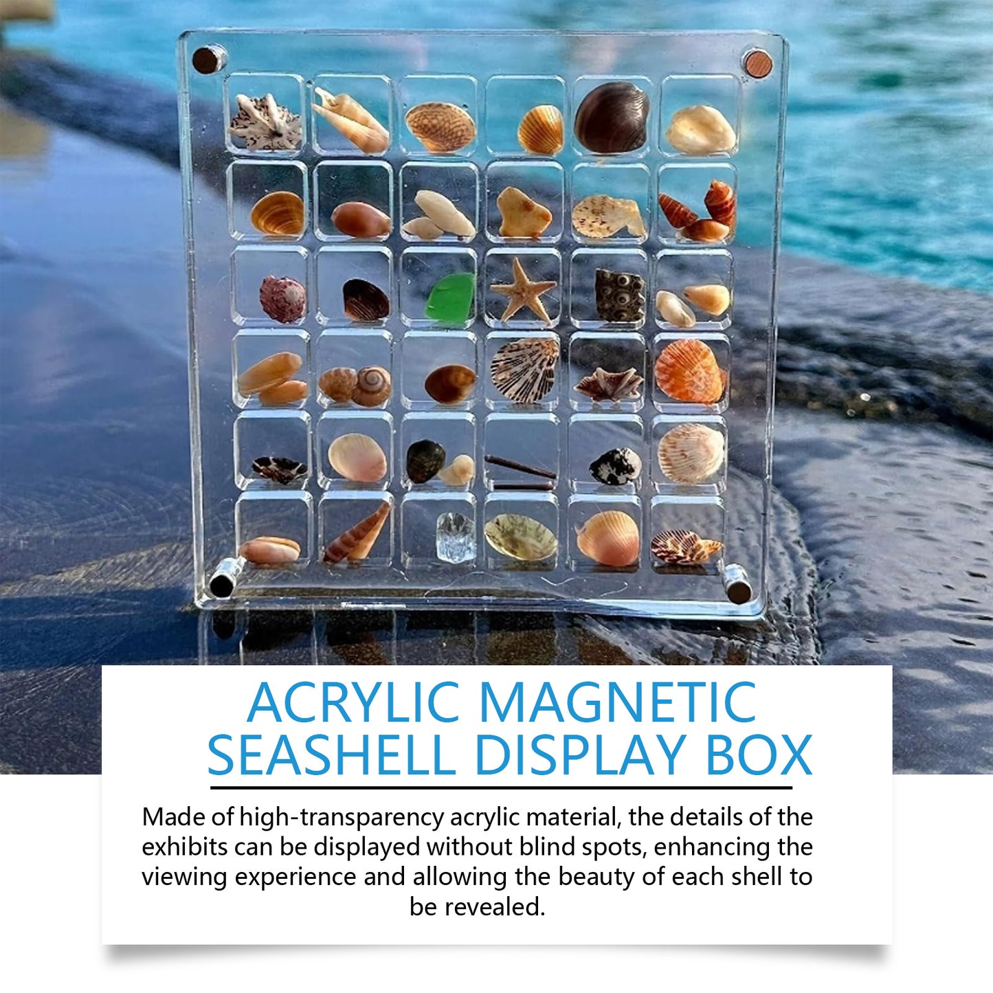 Acrylic Shells Display Case Seashells Holder For Collectors Seashells Presentation Box