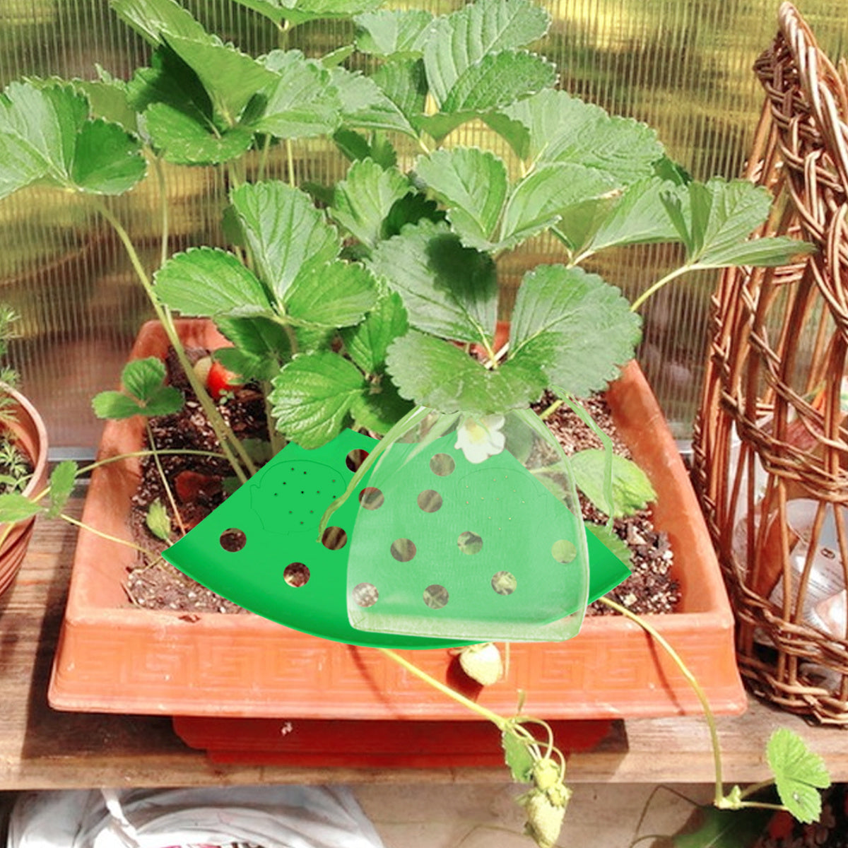 8Pcs Strawberry Planting Kit With 20Pcs Insect-proof Mesh Bag