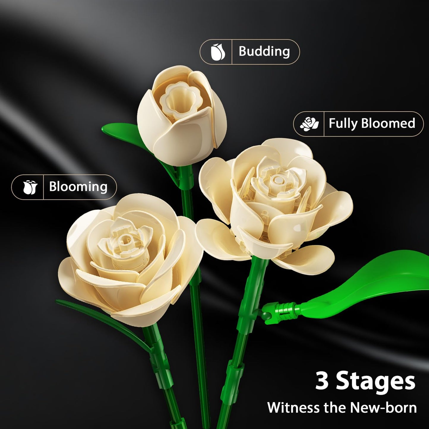 Three stages of a white rose on a black background with labels for 'Budding', 'Blooming', and 'Fully Bloomed'.