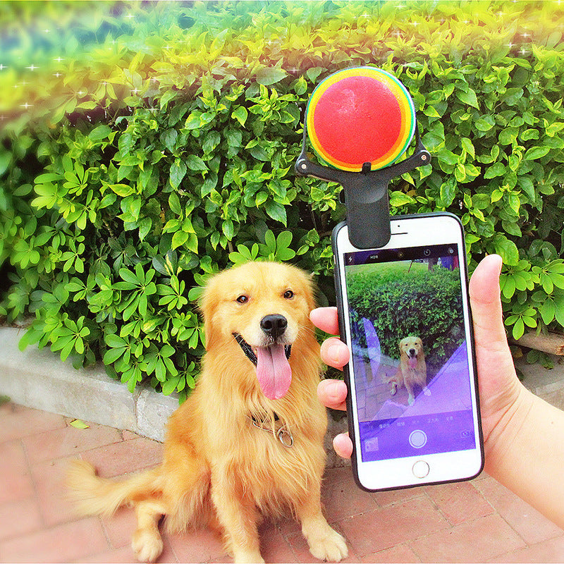 Dog with a toy attached to a smartphone camera, showing a video of the dog on a phone screen.